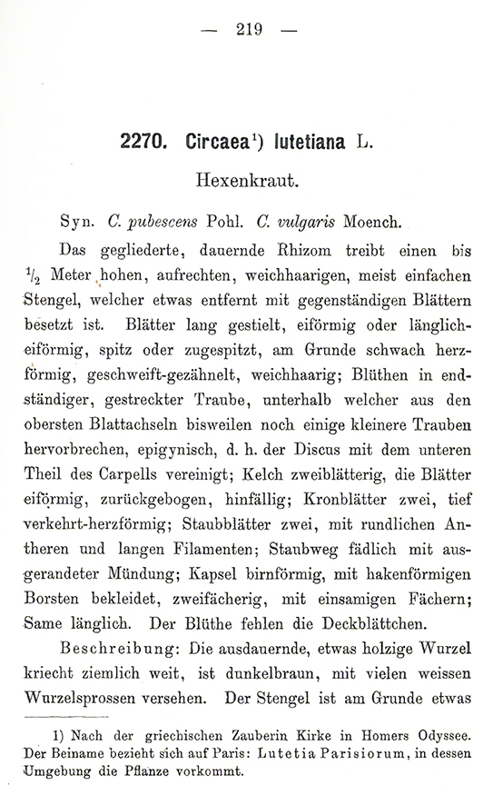Schlechtendal, Hexenkraut